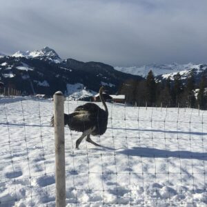 25037413_535149810185447_7887436388012916736_n